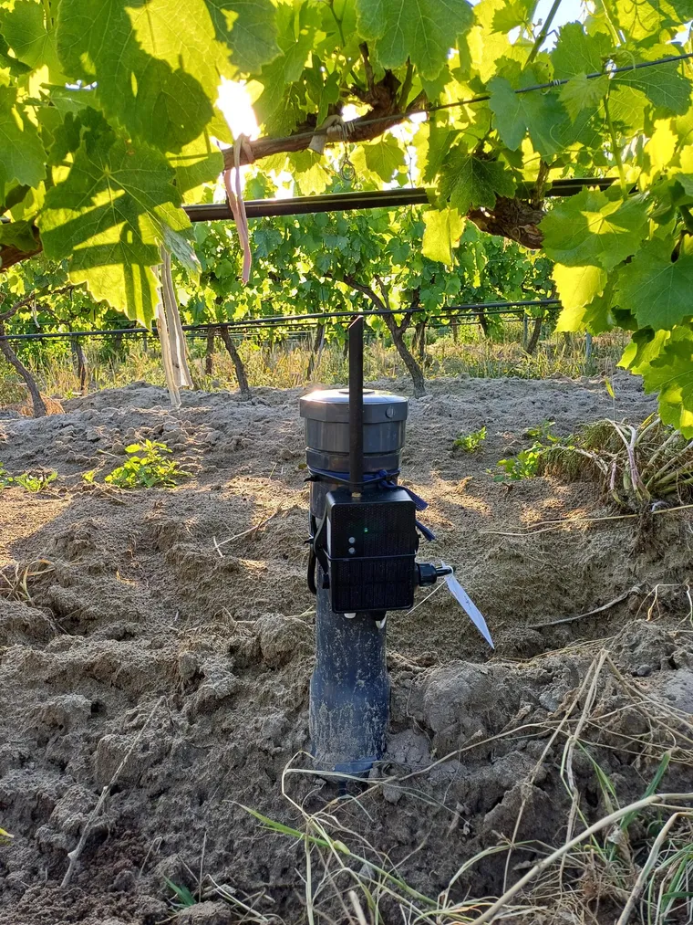 Capteur FURGO installé au pied d’un rang de vigne dans l’Hérault