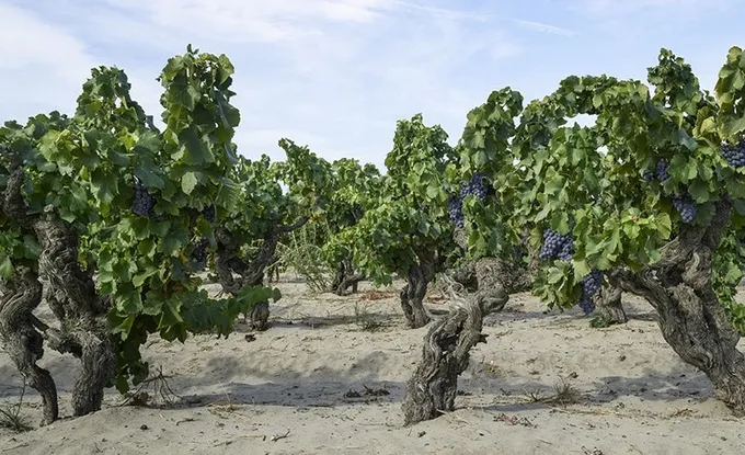 Vigne en gobelet sur sol sableux dans l’Hérault